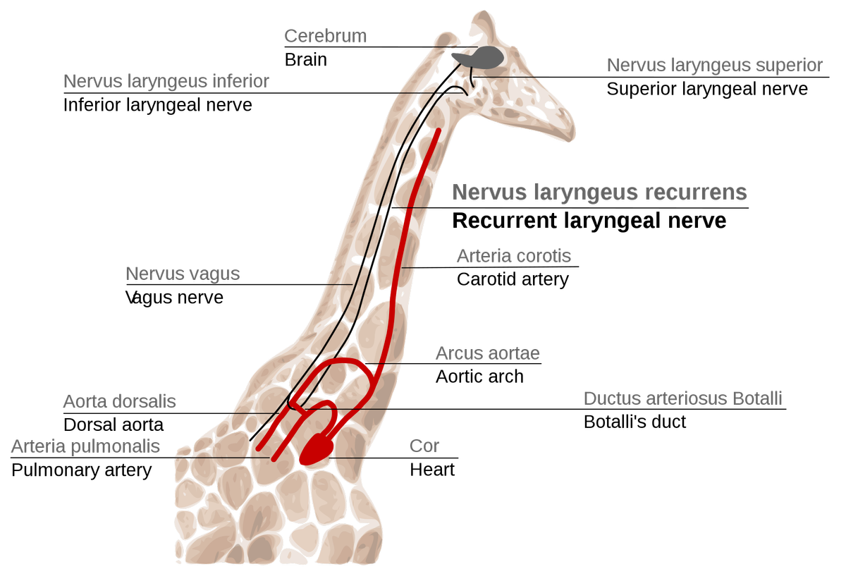 2000px GiraffaRecurrEn.svg