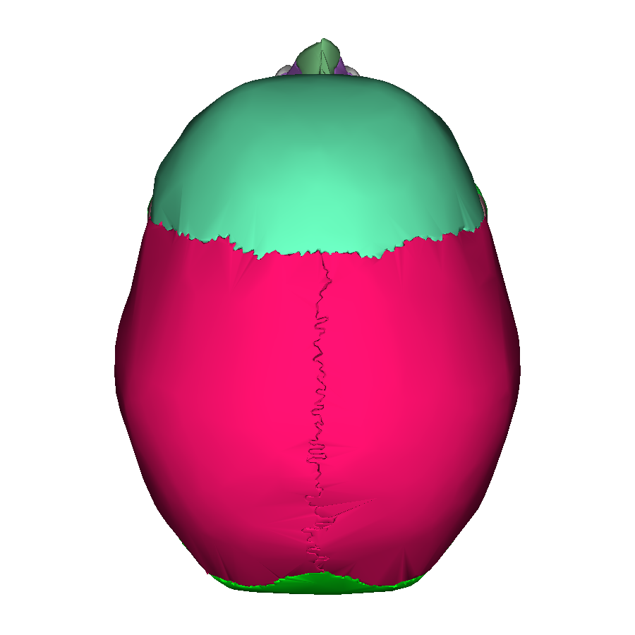 Human skull superior view2