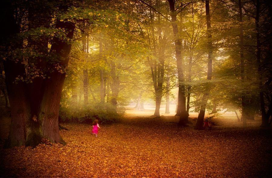 Licht Herbst Kind Wald Nebel bl E4tter r