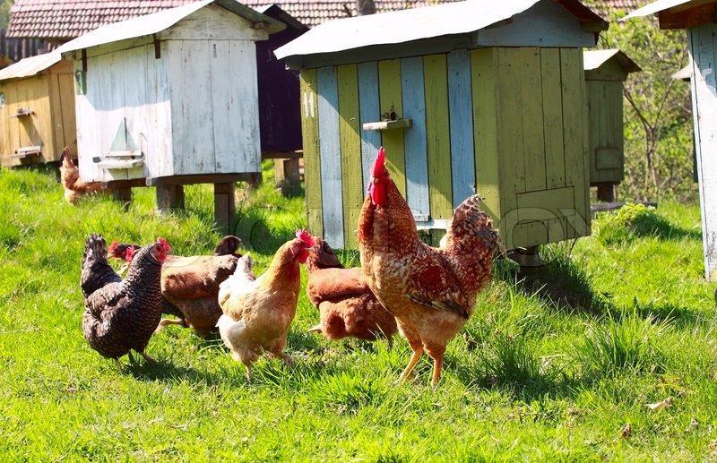 2284854 chickens and cock on the apiary.