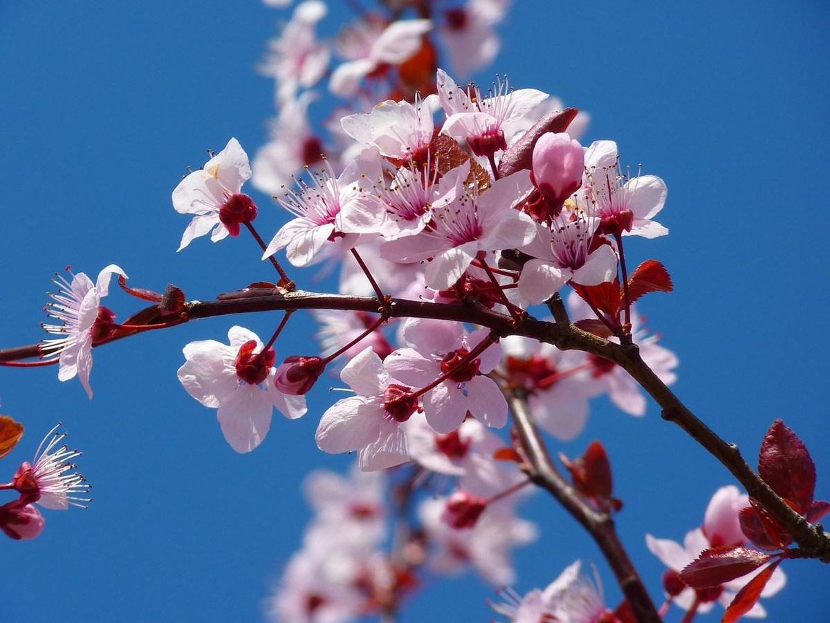 almond-blossom-5378 1280