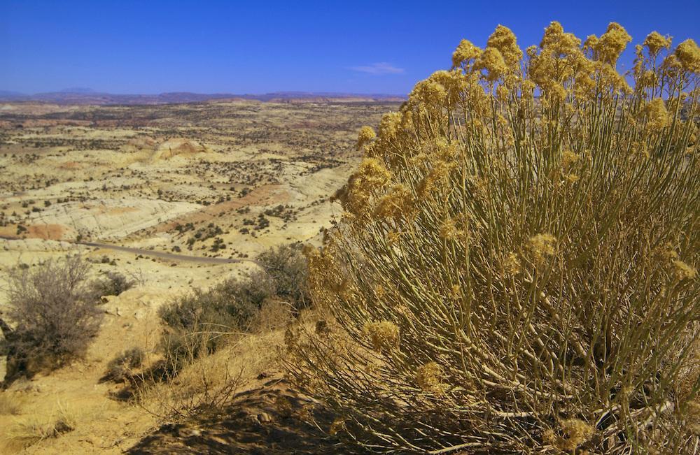 utah-desert-brush-0216