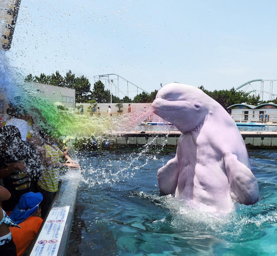 beluga whales sea world