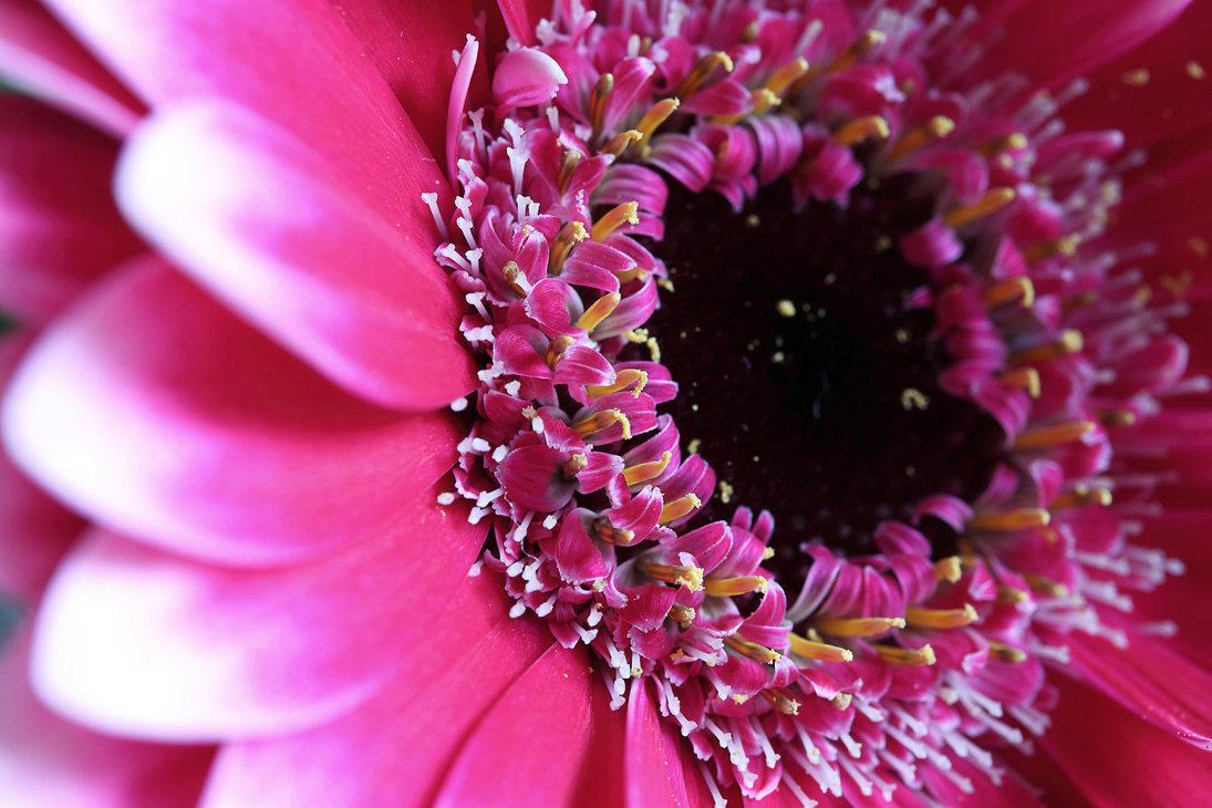 gerbera by kb fotografie-d62q8m9