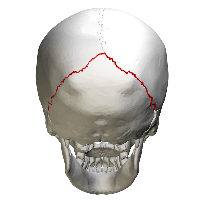 800px-Lambdoid suture - skull - posterio