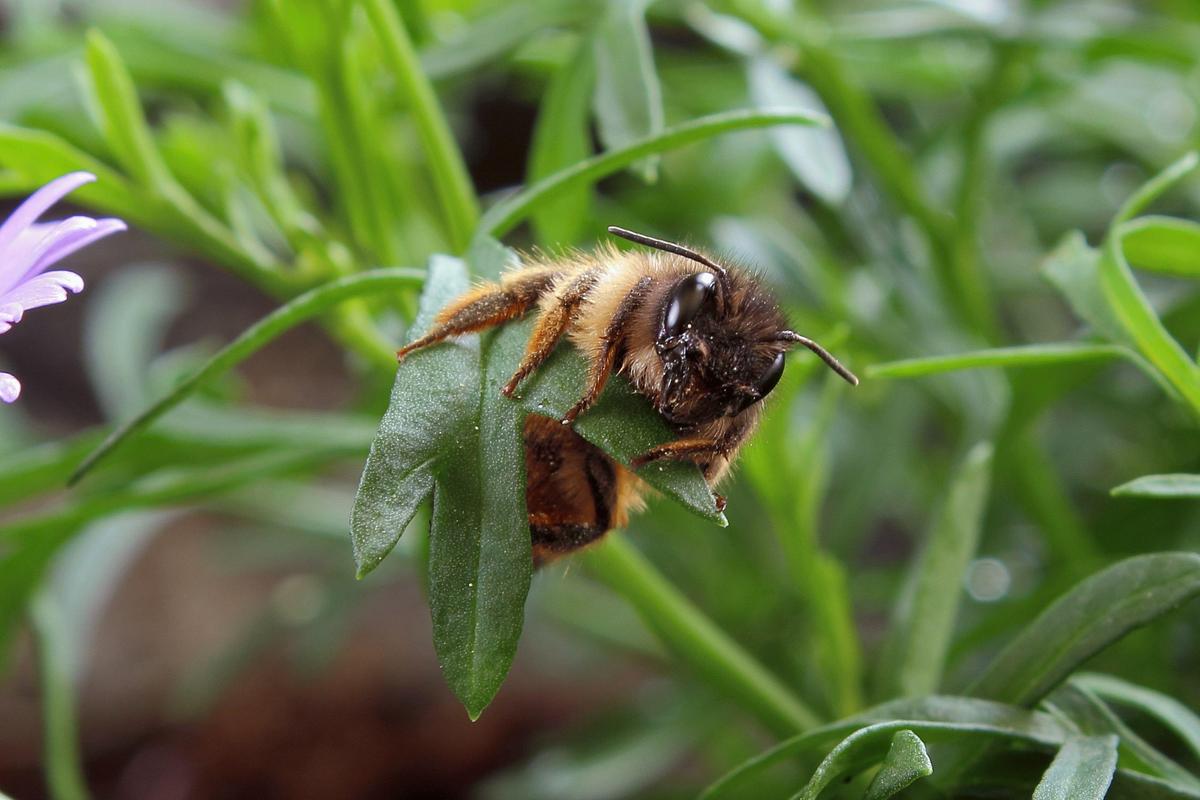 hummel18042012bvpykjn