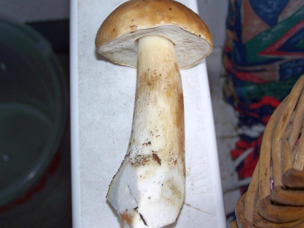 Pilz101 0227