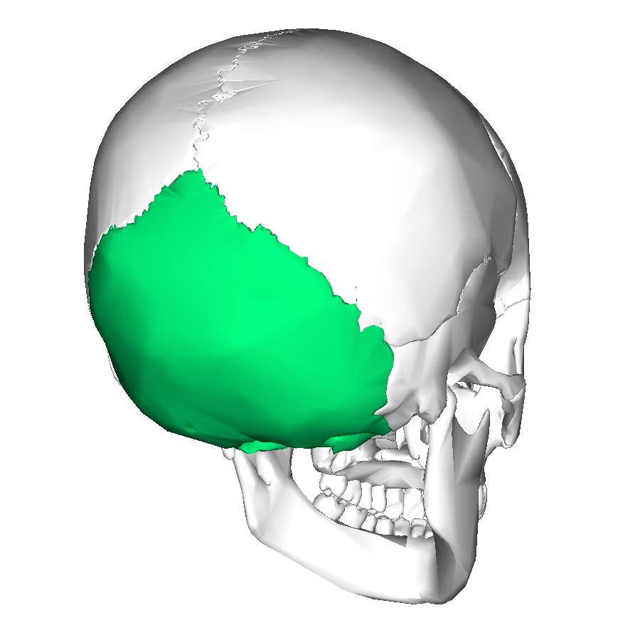 Occipital bone lateral3