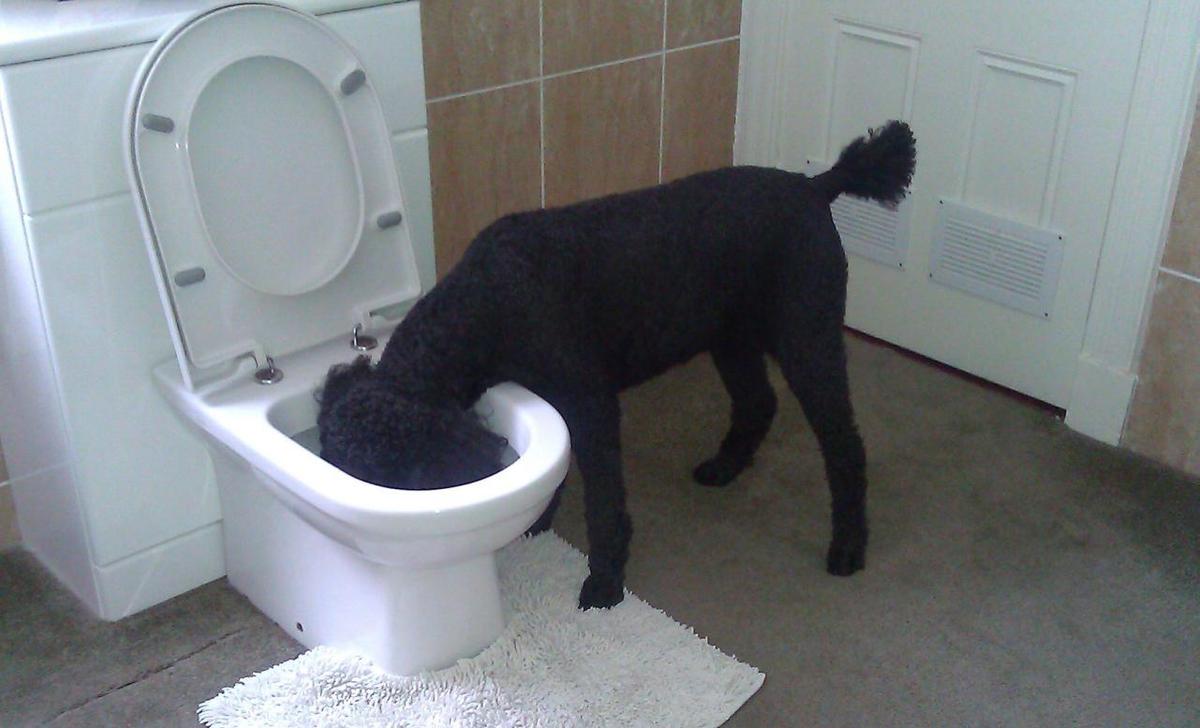 hund-trinkt-aus-der-toilette-2-flickr