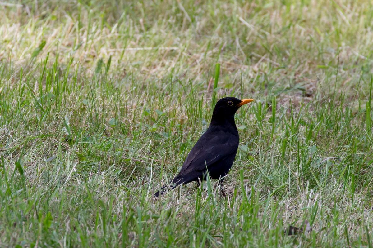 ecd014 Amsel