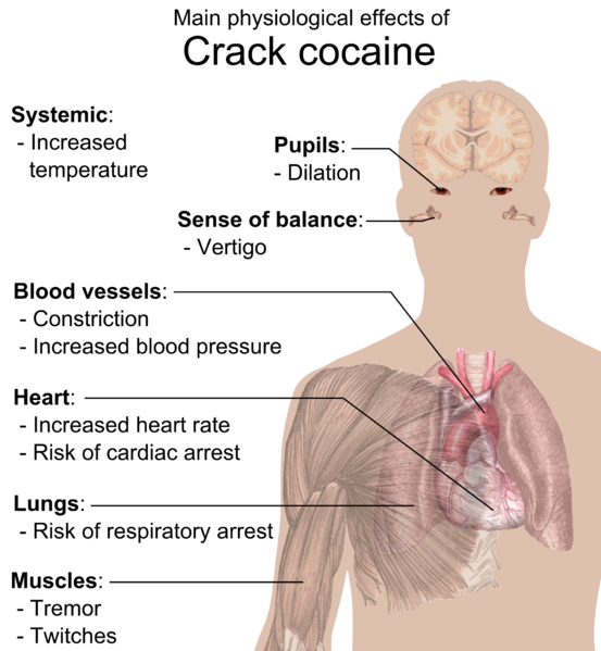 553px-Physiological effects of Crack coc