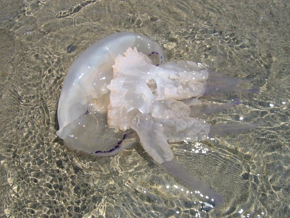 Jellyfish Washed Ashore