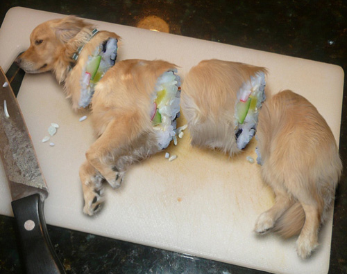 dog-sushi