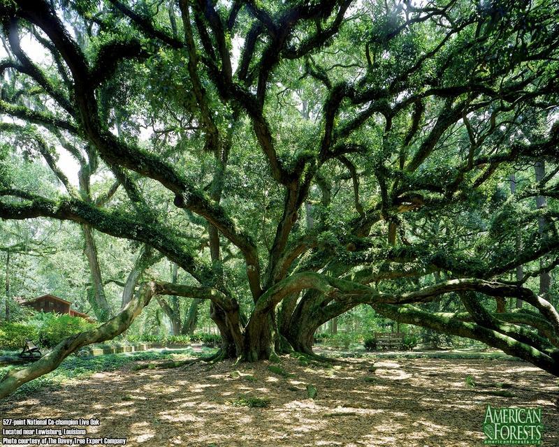 f9e533 baum3