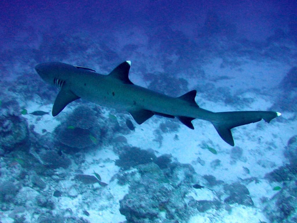 Whitetip reef shark