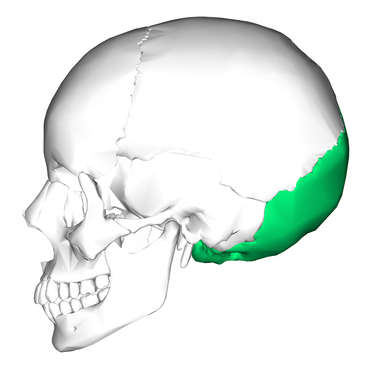 Occipital bone lateral4