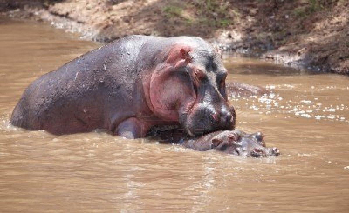 7006451-paar-grosse-nilpferd-hippopotamu