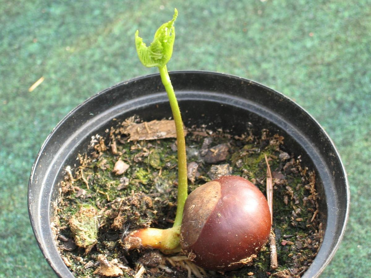 ein-kastanienbaum-wird-geboren