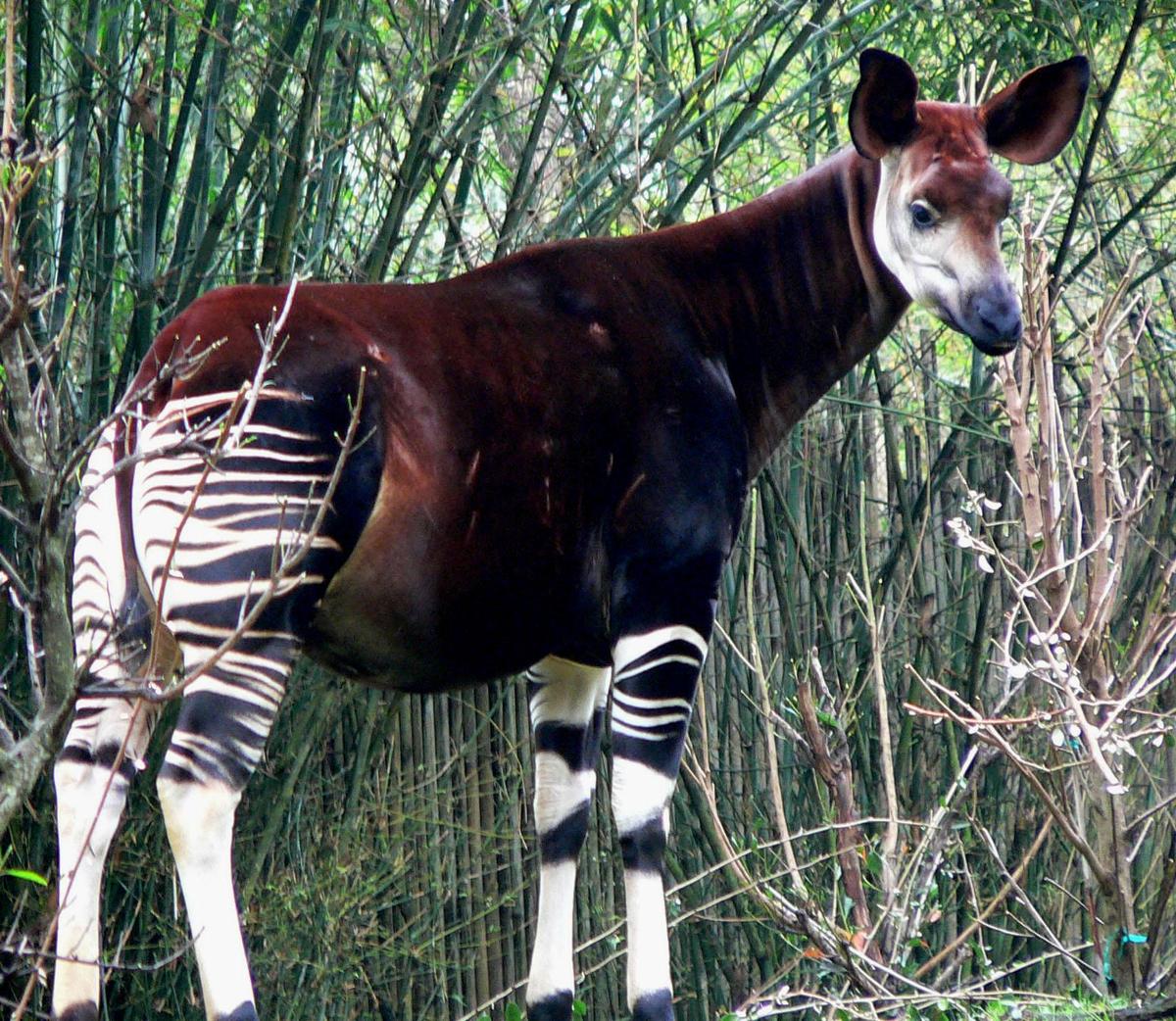 Okapi2