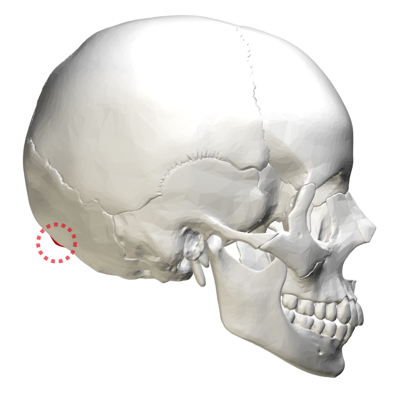 800px External occipital protuberance la