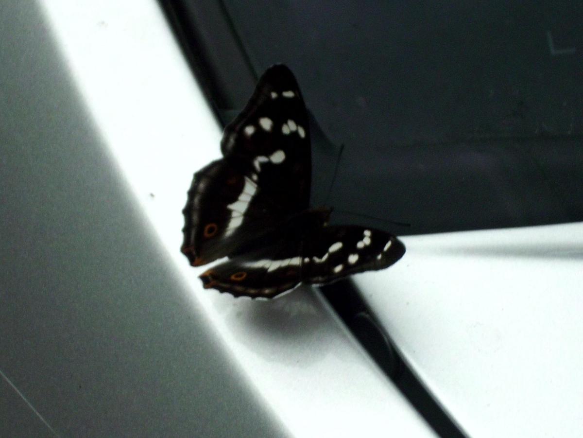 4a8108 Schmetterling