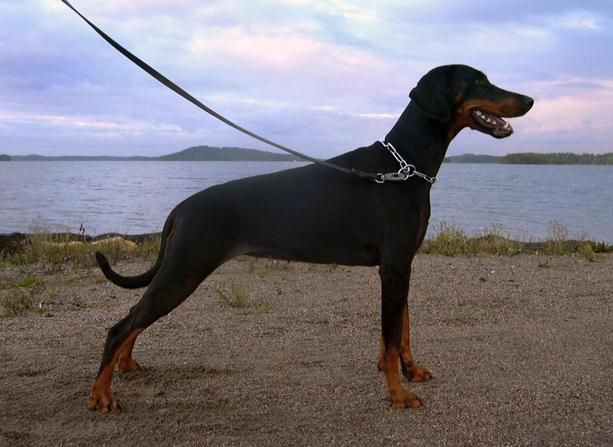 Dobermann standing