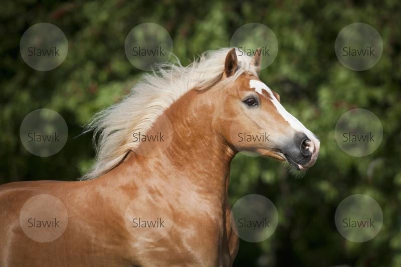 haflinger nico61125