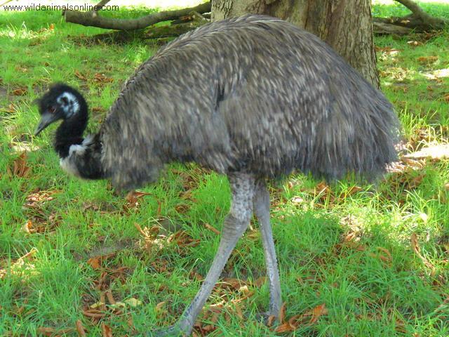 dJD6p6 emu-dromaiusnovaehollandiae