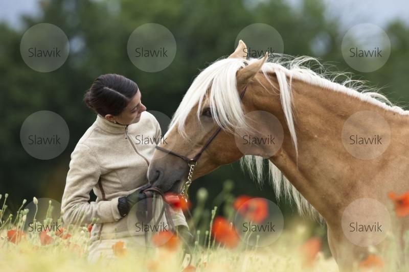 lusitano caramelo611107