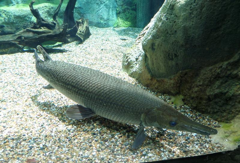 Ikan-Aligator-Gar