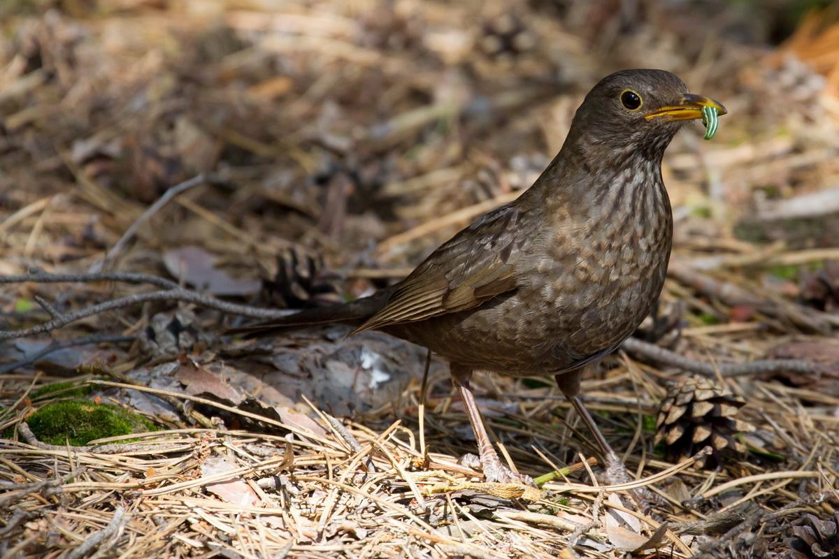 f2740e Frau Amsel