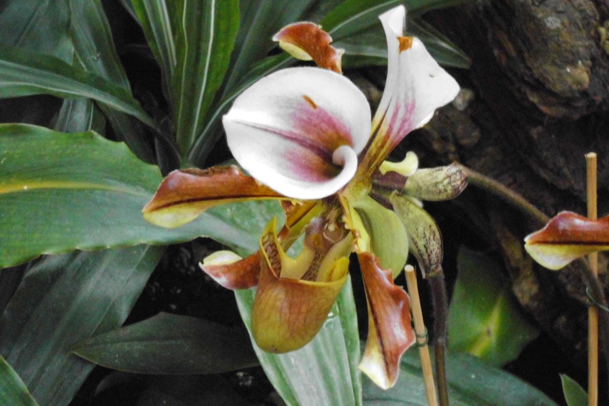 98b532 Orchidee 2