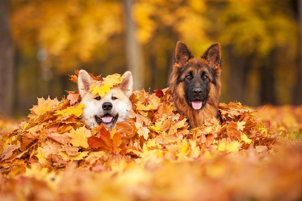Hunde-im-Laub-Herbst