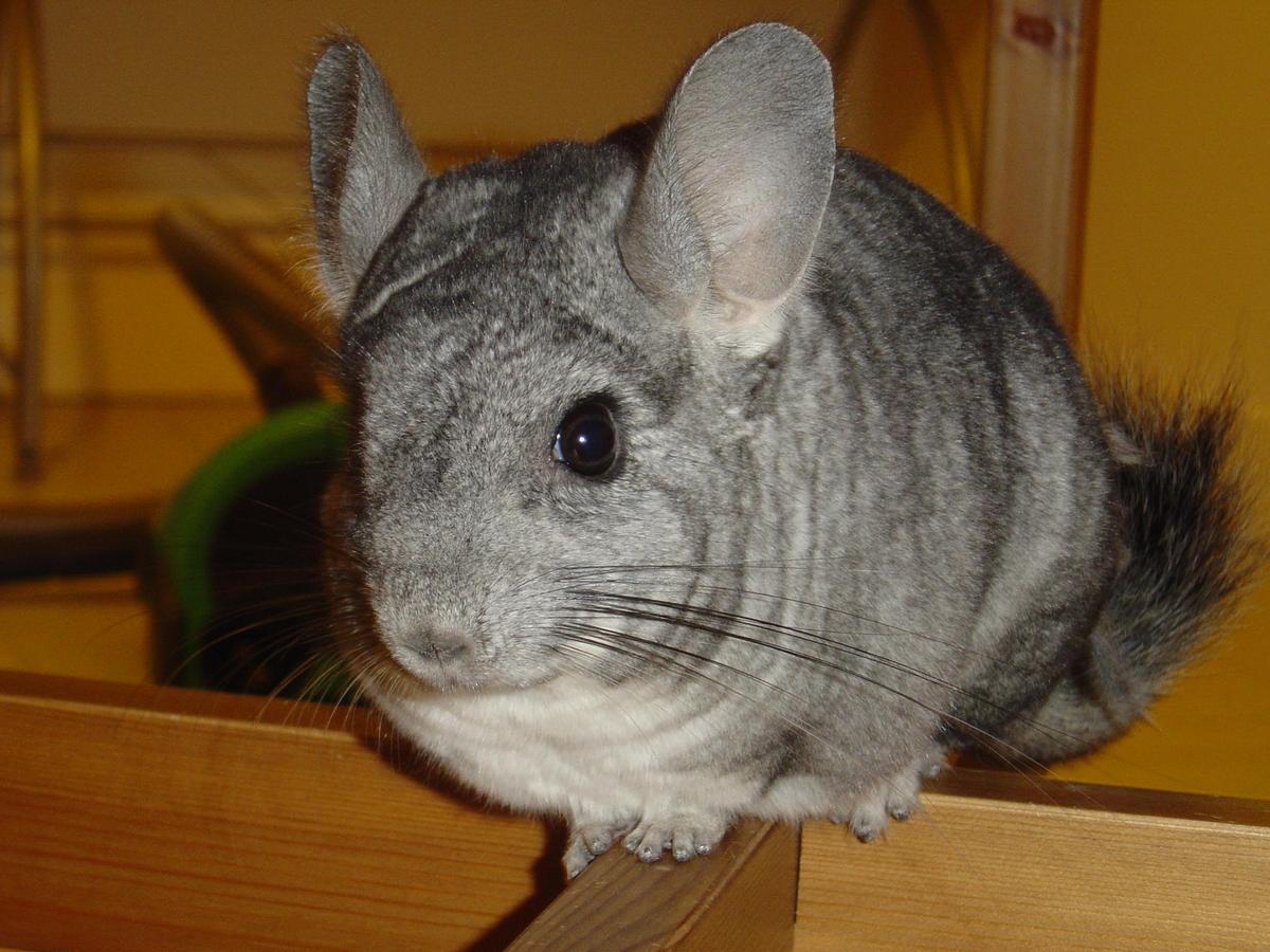 chinchilla