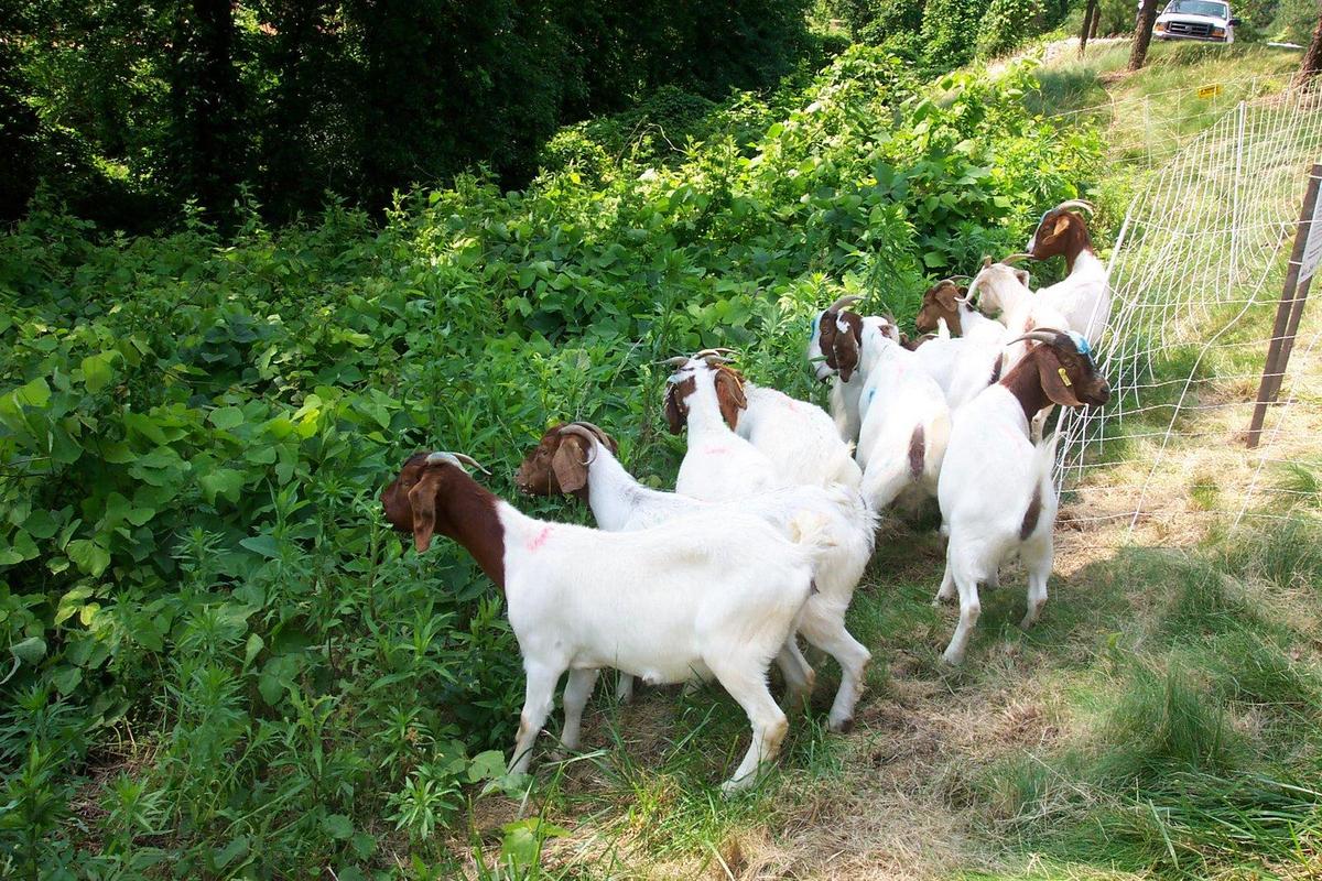 kudzu2Beating2Bgoats