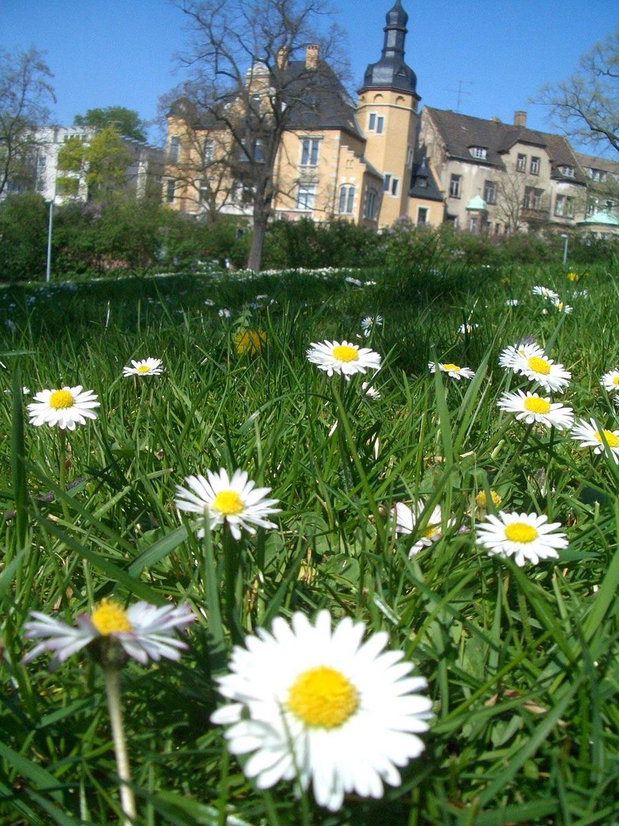 gaensebluemchen-im-stadtpar