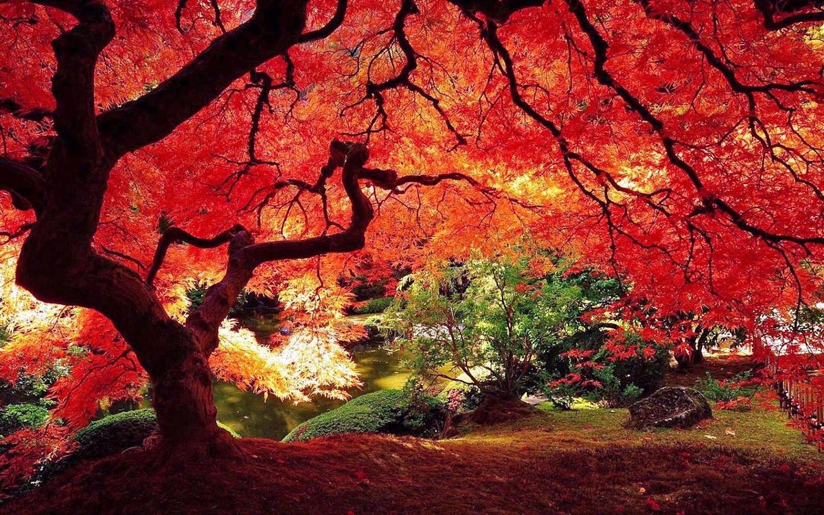 Wunderbare-Bilder-aus-der-Natur-Herbst