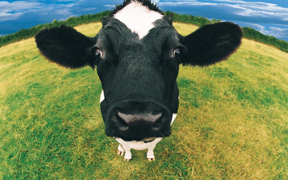 cow