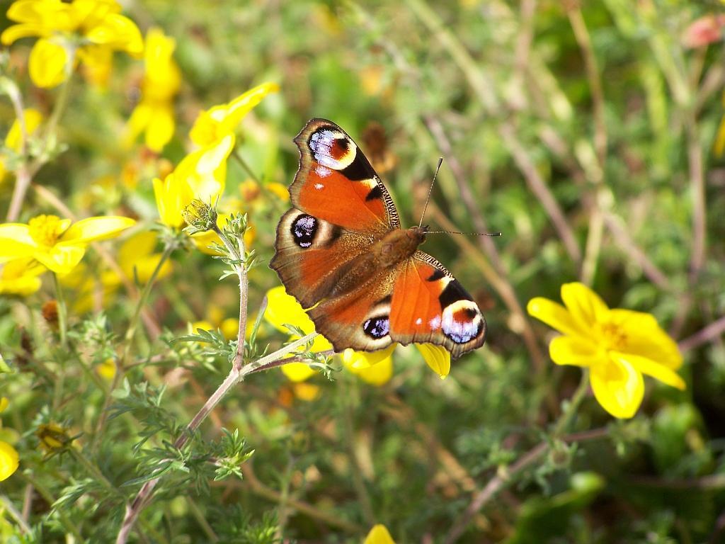 Schmetterling001