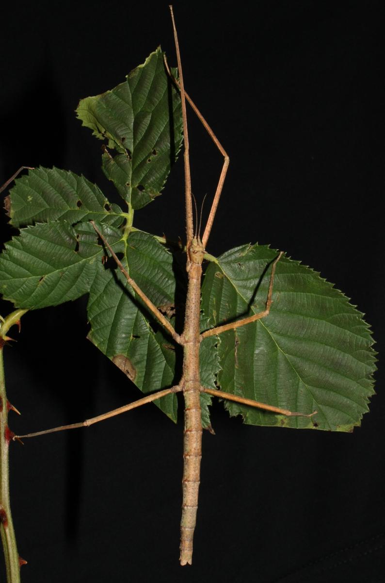 Medauroidea extradentata female