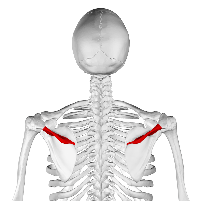 800px Spine of scapula04