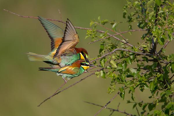 merops-apiaster-19