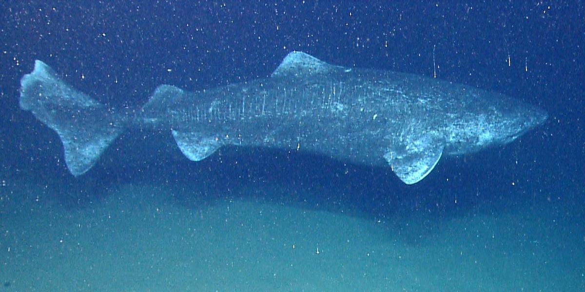 Somniosus microcephalus okeanos