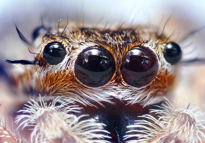 Jumping Spider Eyes