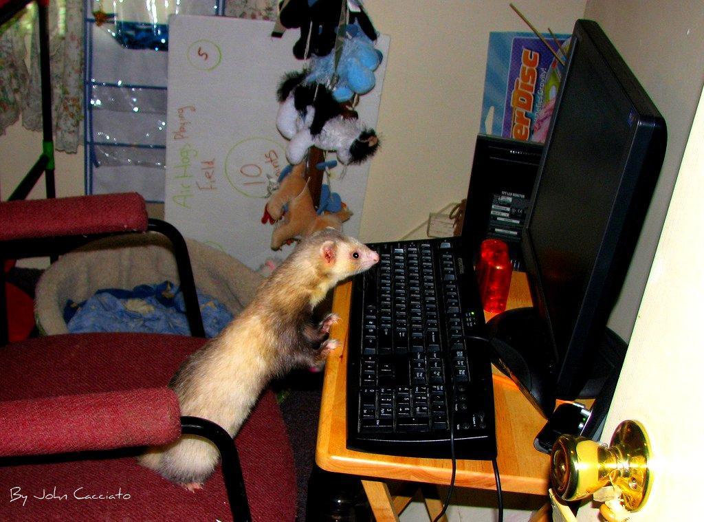 832a2c Ferret on PC