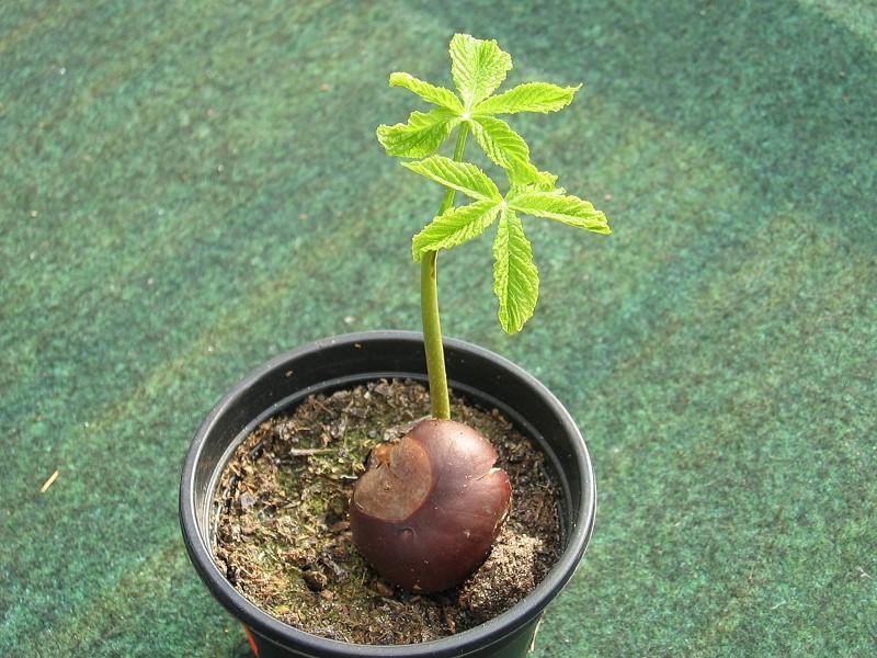 kastienbaum-zeigt-erste-blaetter