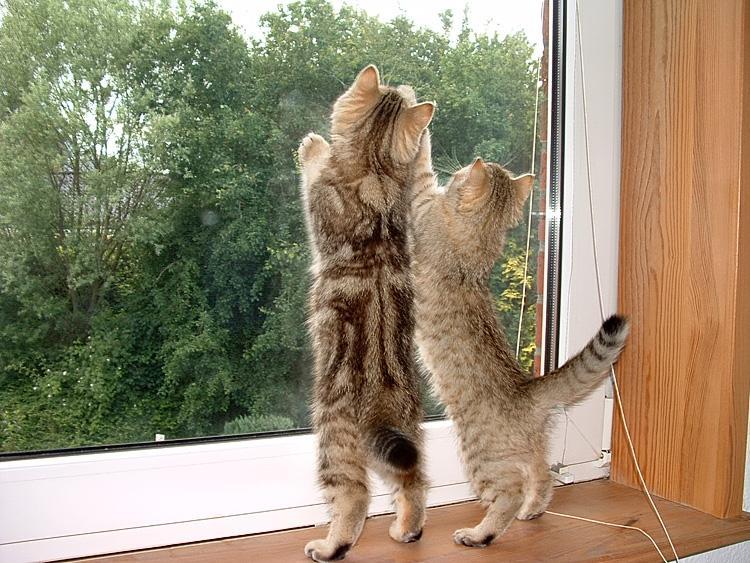 katzen fenster