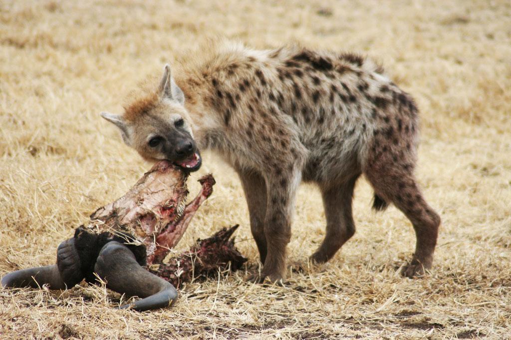 Spotted hyena gnawing gnua