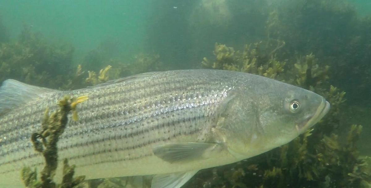 striper-underwater-in-weeds