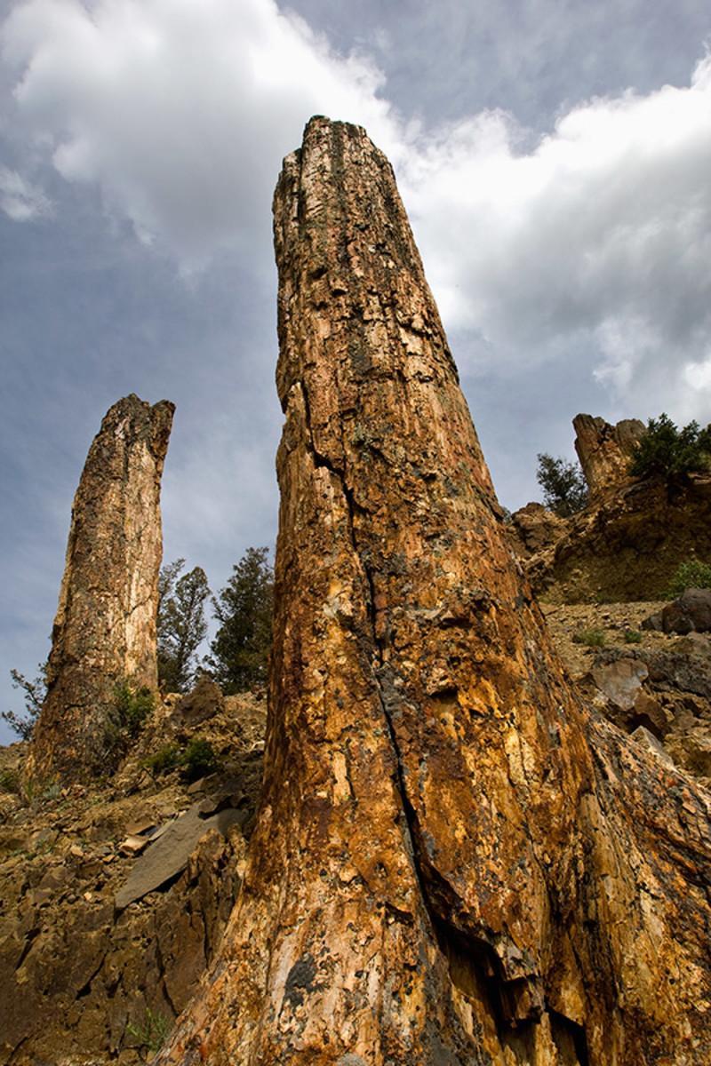 yellowstonepetrifiedtrees 600x900